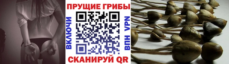 Галлюциногенные грибы Cubensis Сорочинск